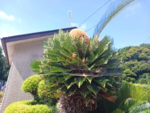 今日の延寿の郷今年一番の暑さです②